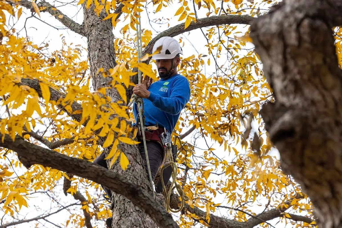 Skilled Tree Planing crew working in Elk River